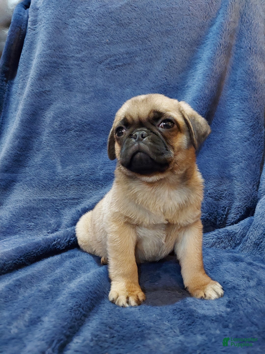 Pug dogs for sale: BUD - Ad 6