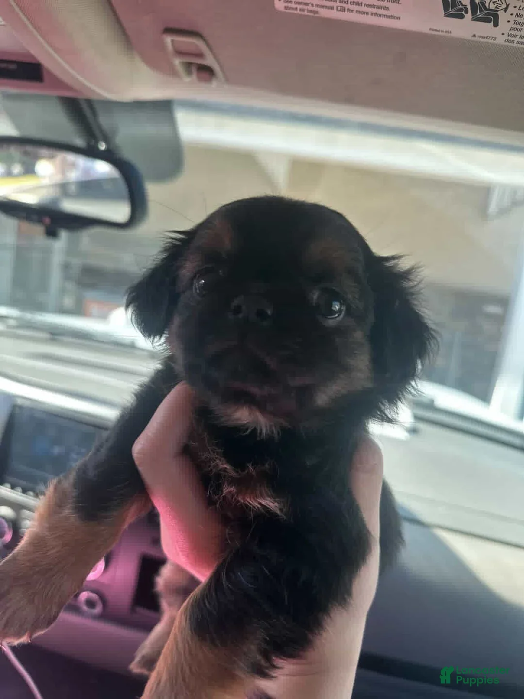 Shorkie dogs for sale: Shorkie Puppy 1 - Ad 2