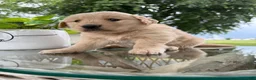 Golden Retriever dogs for sale: Hazel - Ad 8