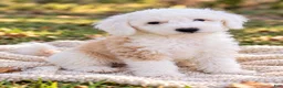 Aussiedoodle dogs for sale: Aussiedoodle 1 - Ad 7