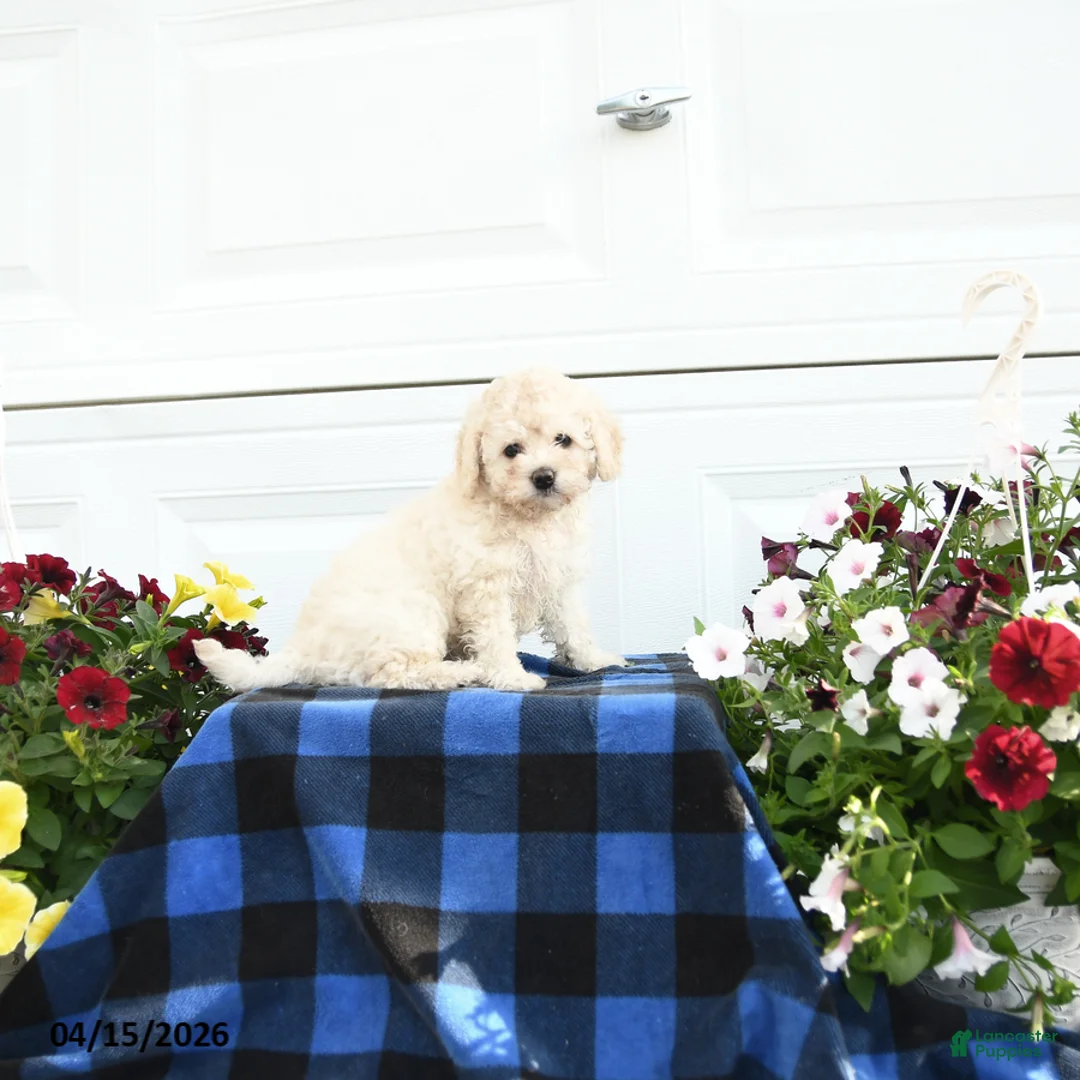 Cavapoo dogs for sale: Rosa  - Ad 2