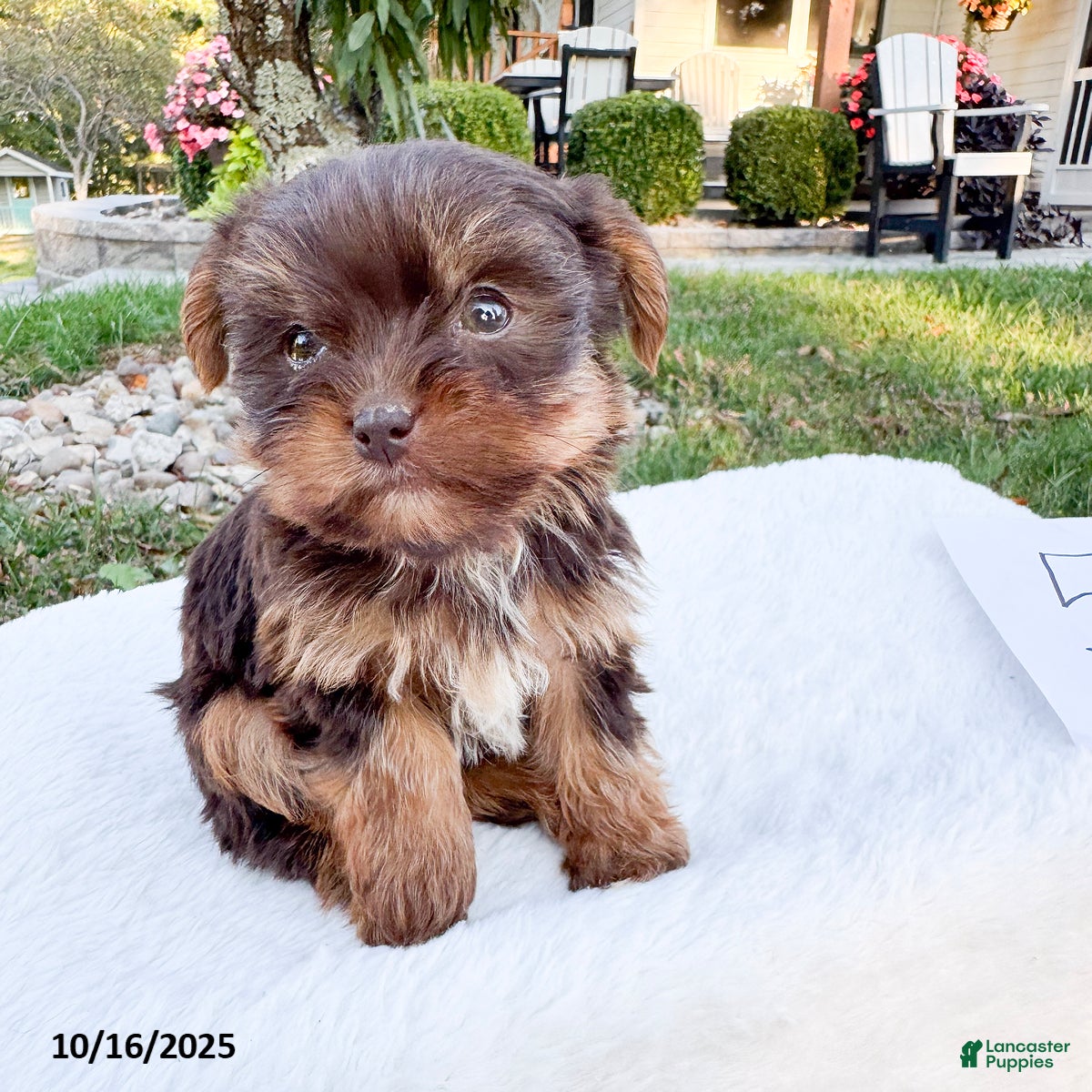 Yorkshire Terrier dogs Bella   - Ad 17