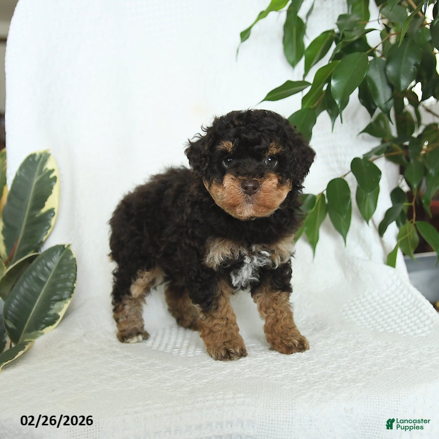 Miniature Poodle dogs Stella - Ad 2
