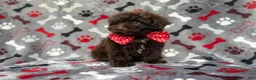 Shihpoo dogs for sale: Benson - Ad 9