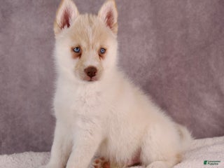 Pomsky dogs AJay - Ad 13