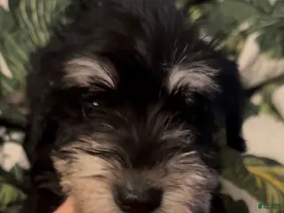 Miniature Schnauzer dogs Girl Pink - Ad 21