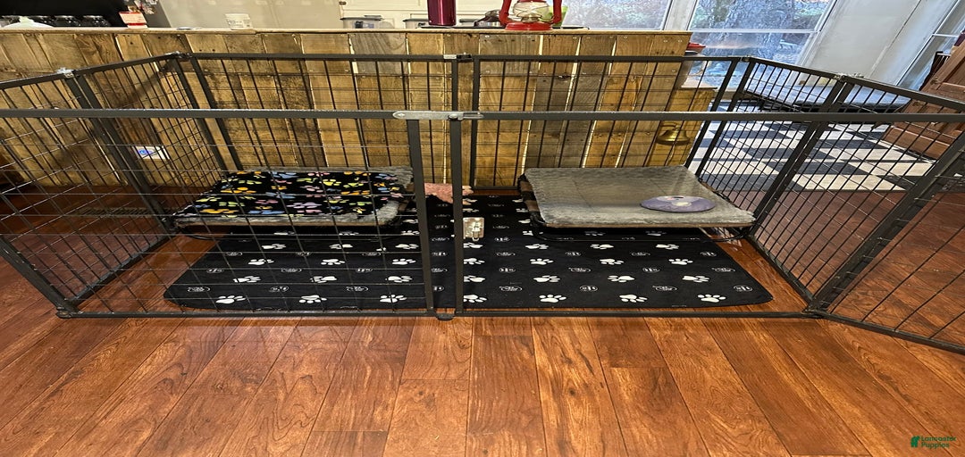 Gallery Image {{count}}