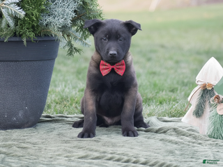 Belgian Malinois dogs Romeo - Ad 21