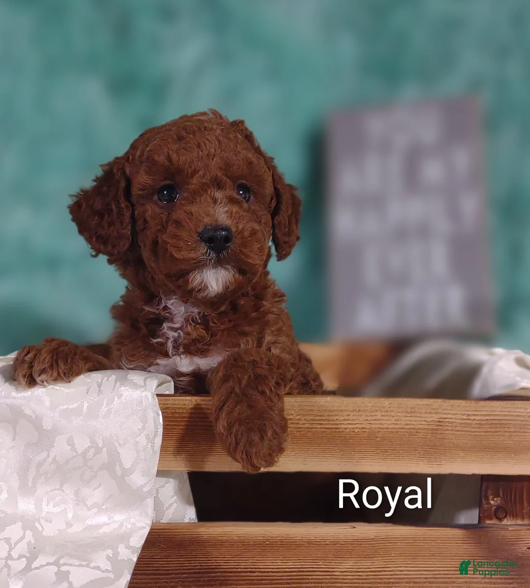 Miniature Poodle dogs for sale: Miniature Poodle Puppy 2 - Ad 2