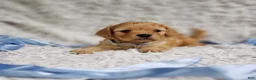 Cavapoo dogs for sale: Presley  - Ad 7