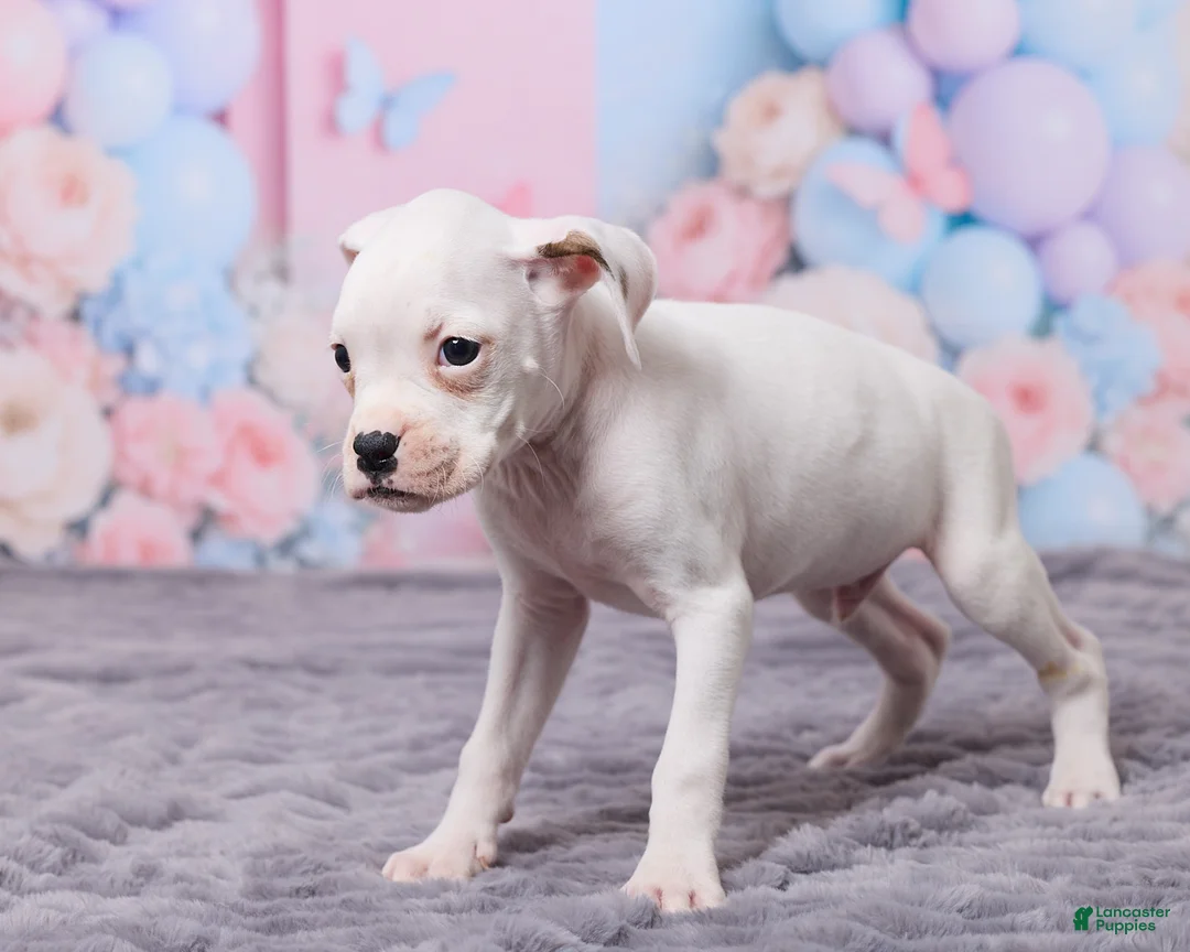 Boxer dogs for sale: Axel - Ad 5