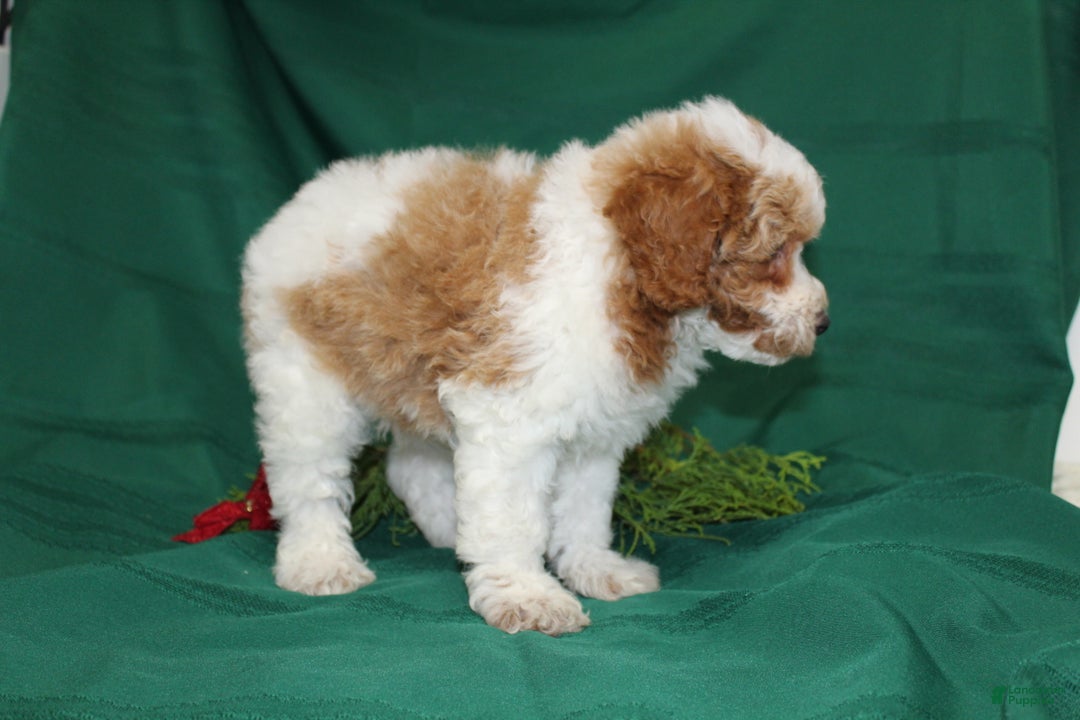 Miniature Poodle dogs for sale: Olaf - Ad 6