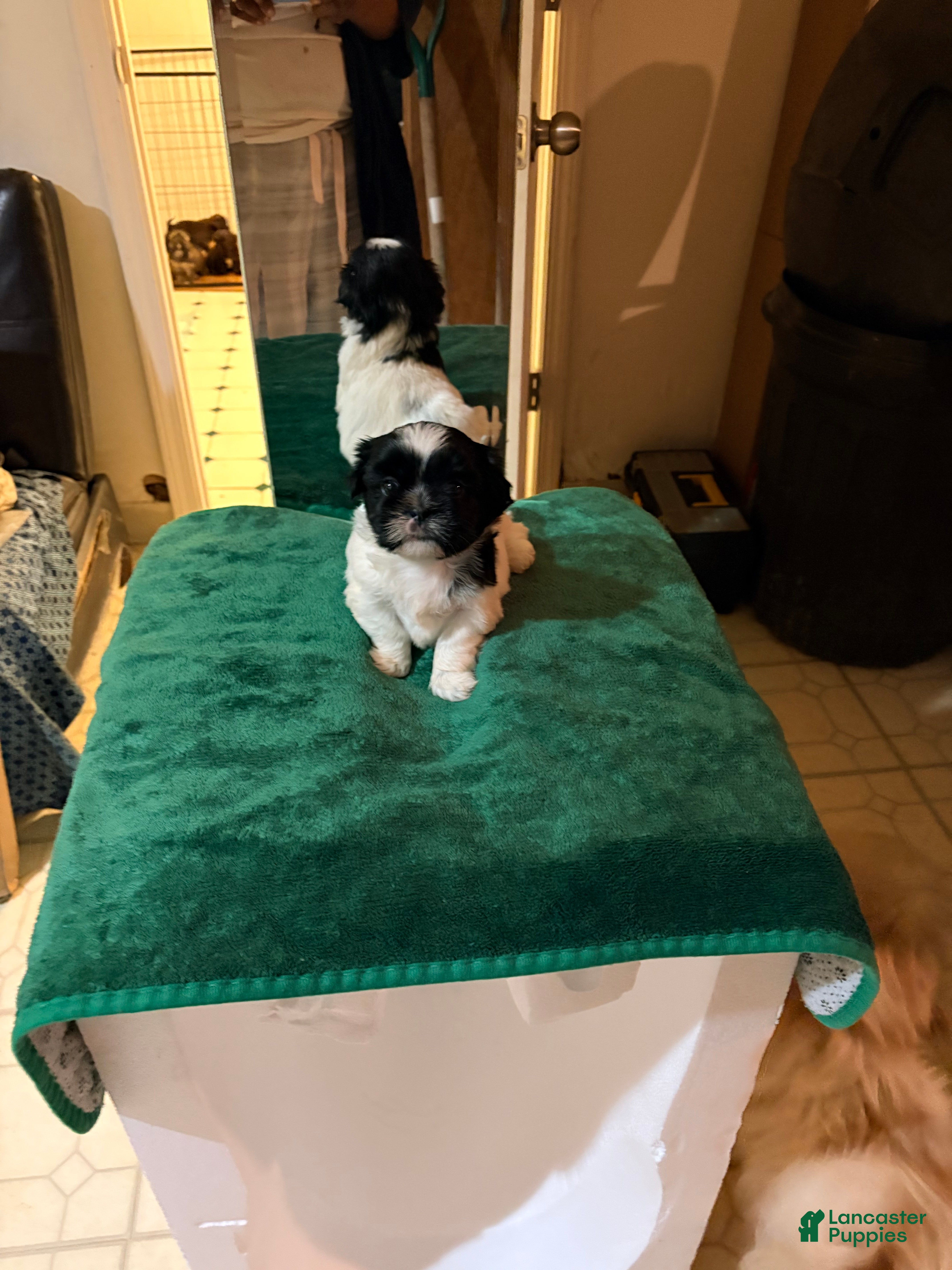Shih Tzu dogs  Shih Tzu Puppy 1 - Ad 30