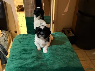 Shih Tzu dogs Shih Tzu Puppy 1 - Ad 8