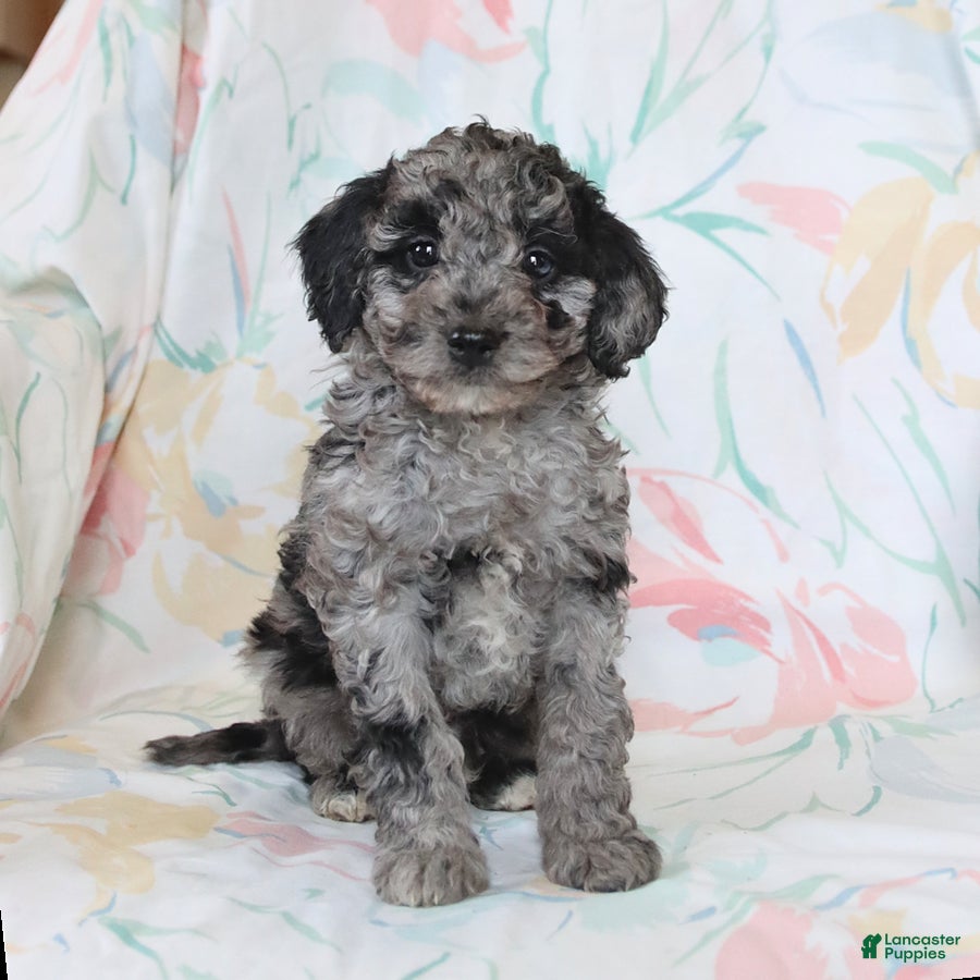 Miniature Poodle dogs Rylan - Ad 1