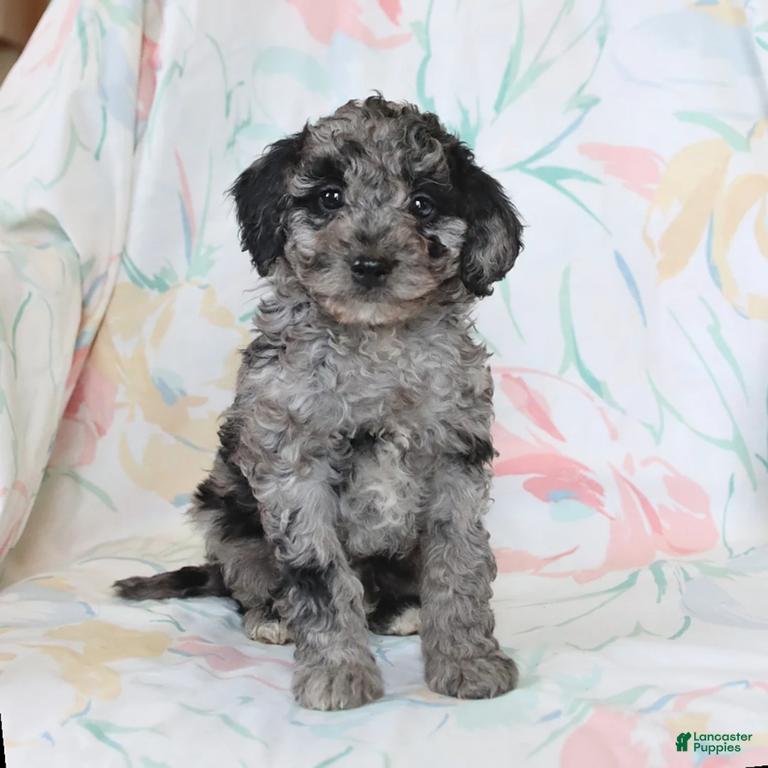 Miniature Poodle dogs for sale: Rylan - Ad 1