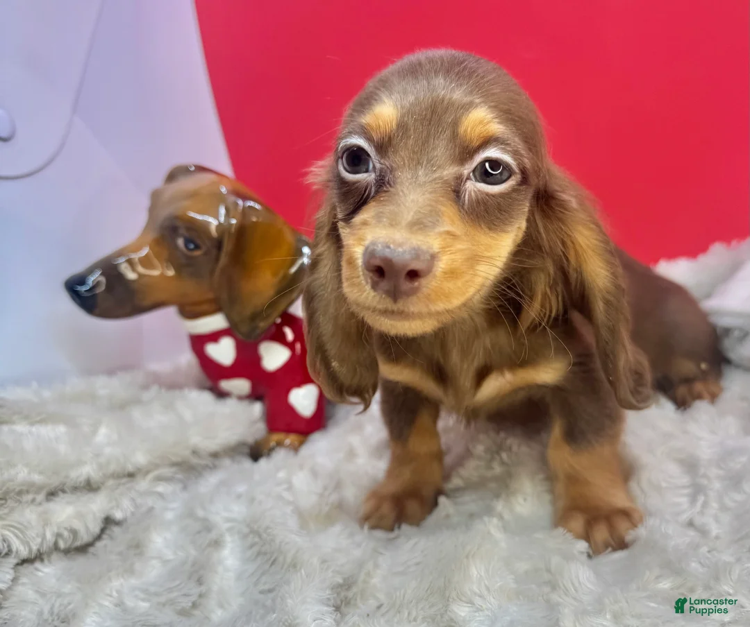 Miniature Dachshund dogs for sale: Ready 12/24/25 - Ad 3