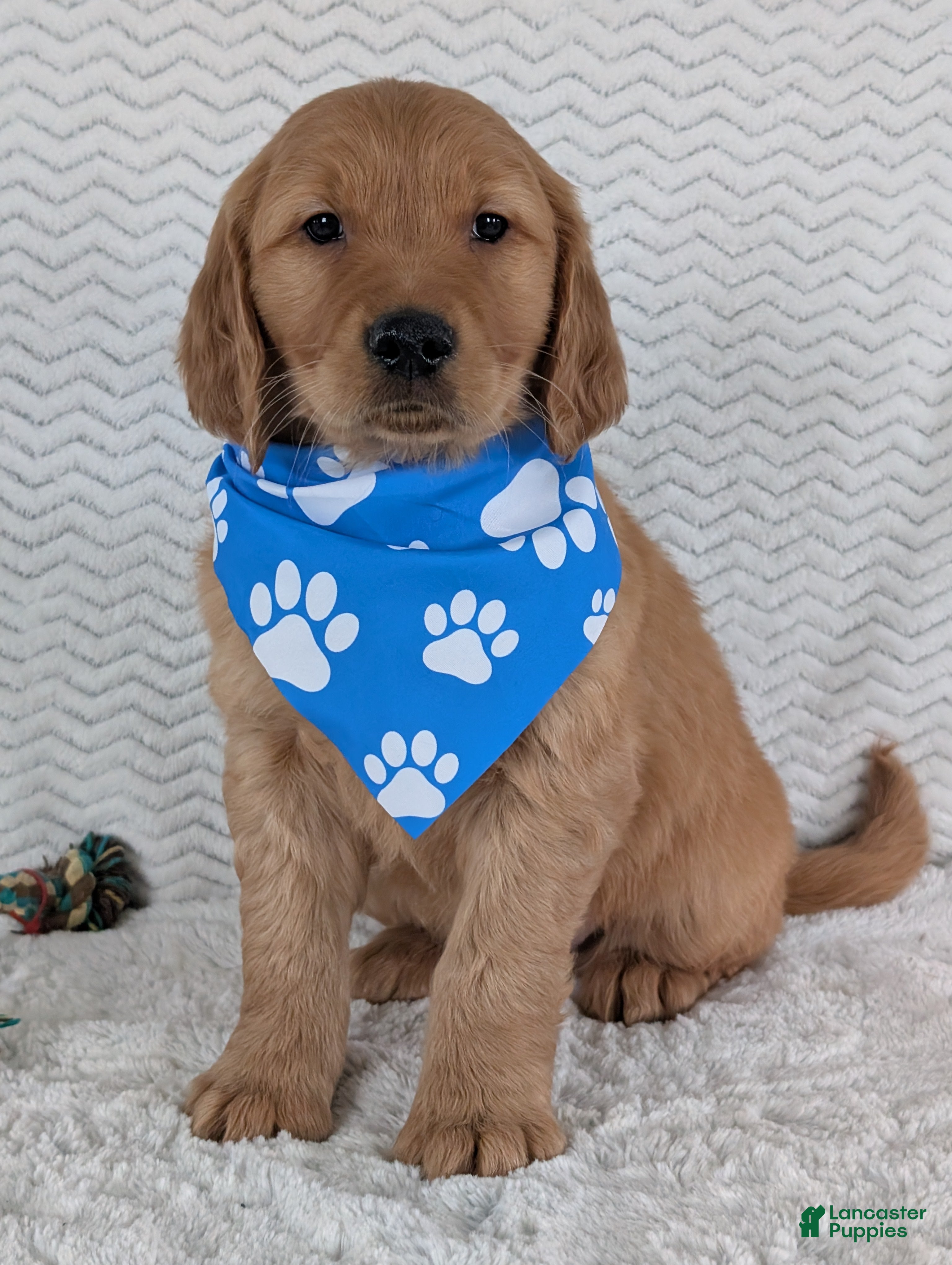 Golden Retriever dogs Brady - Ad 14