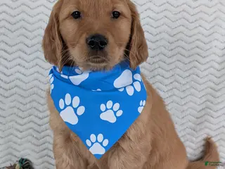 Golden Retriever dogs Brady - Ad 18