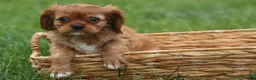 Cavalier King Charles Spaniel dogs for sale: Sierra 🤎🐶 - Ad 16