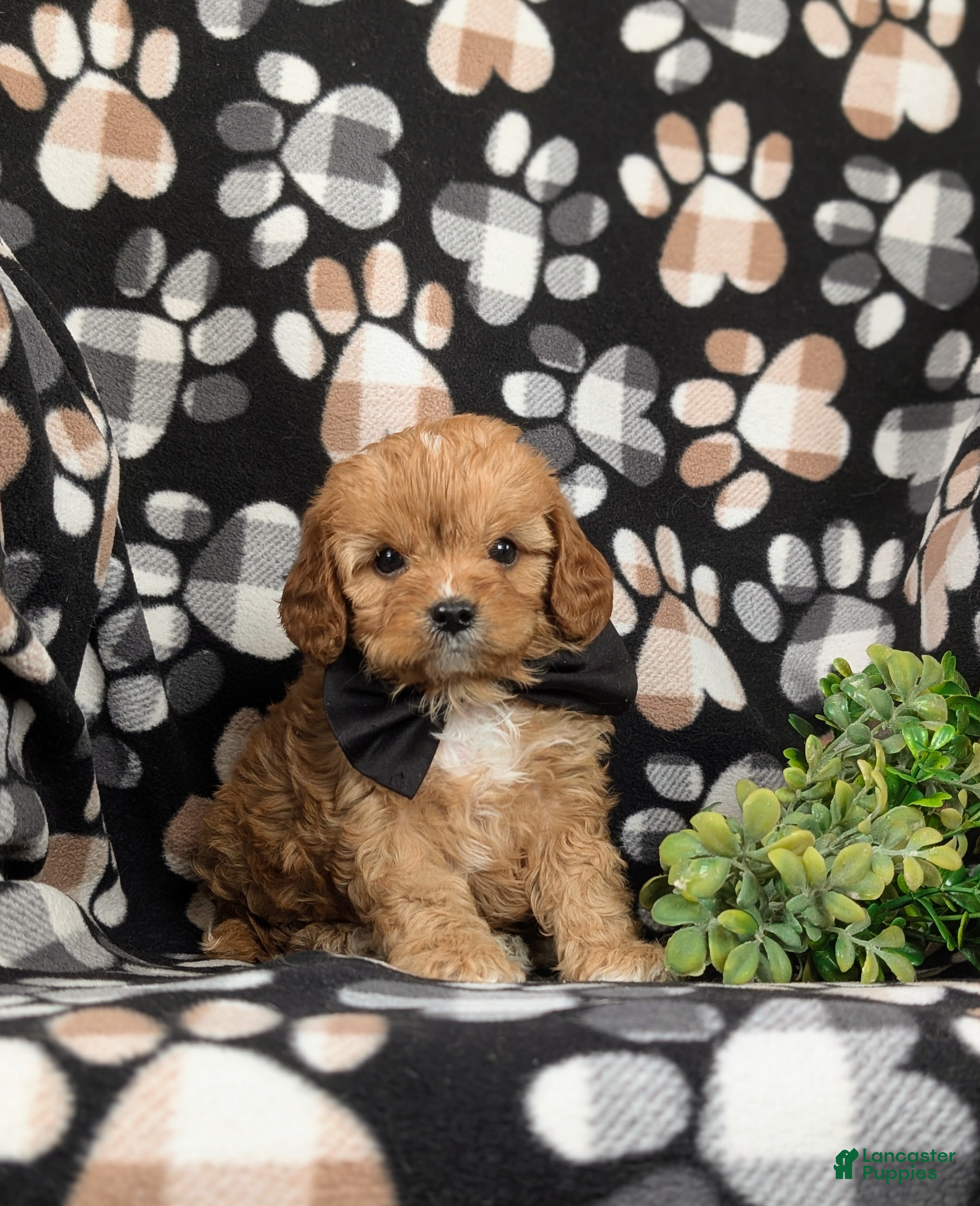 Cavapoo dogs Ellison - Ad 1