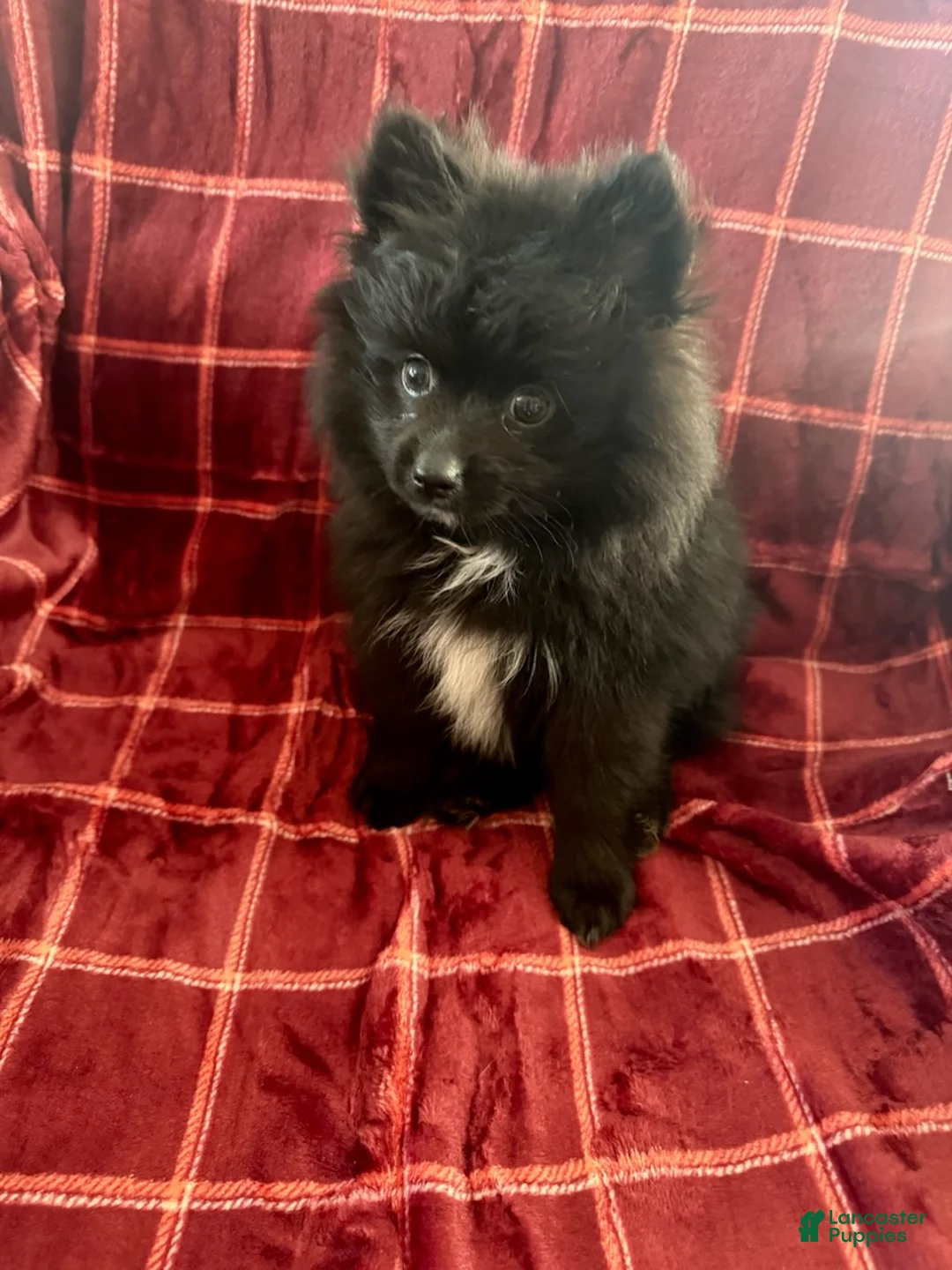 Mixed Breed dogs for sale: Hank - Ad 2