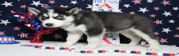 Siberian Husky dogs for sale: Atlas - Ad 6