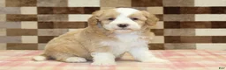 Mini Bernedoodle dogs for sale: Honey - Ad 4