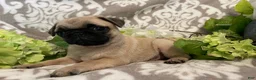 Pug dogs for sale: Ranger - Ad 7