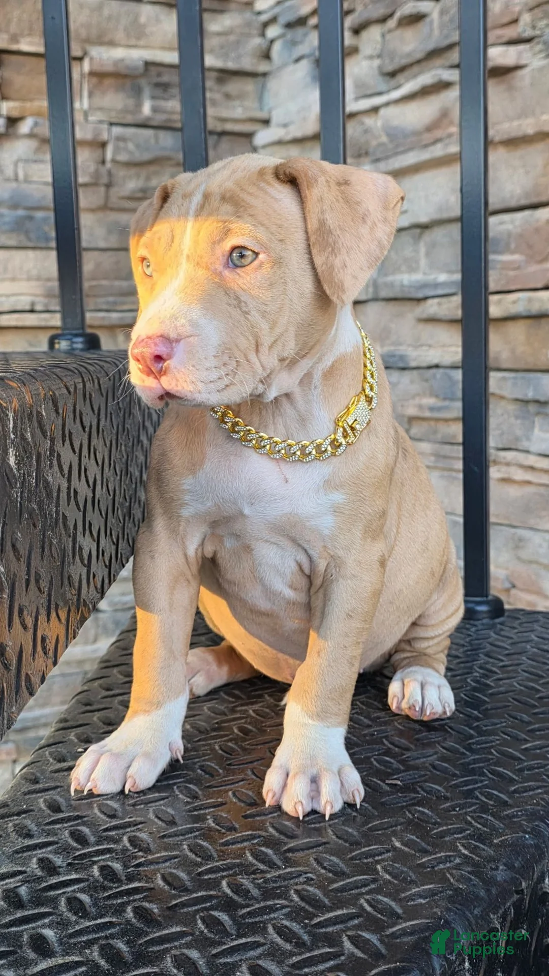 American Pit Bull Terrier dogs for sale: Rhea - Ad 1