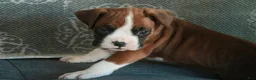 Boxer dogs for sale: Fred - Ad 9