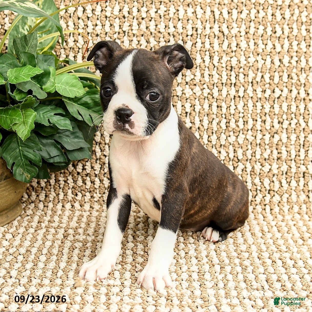 Boston Terrier dogs for sale: Bailey - Ad 2