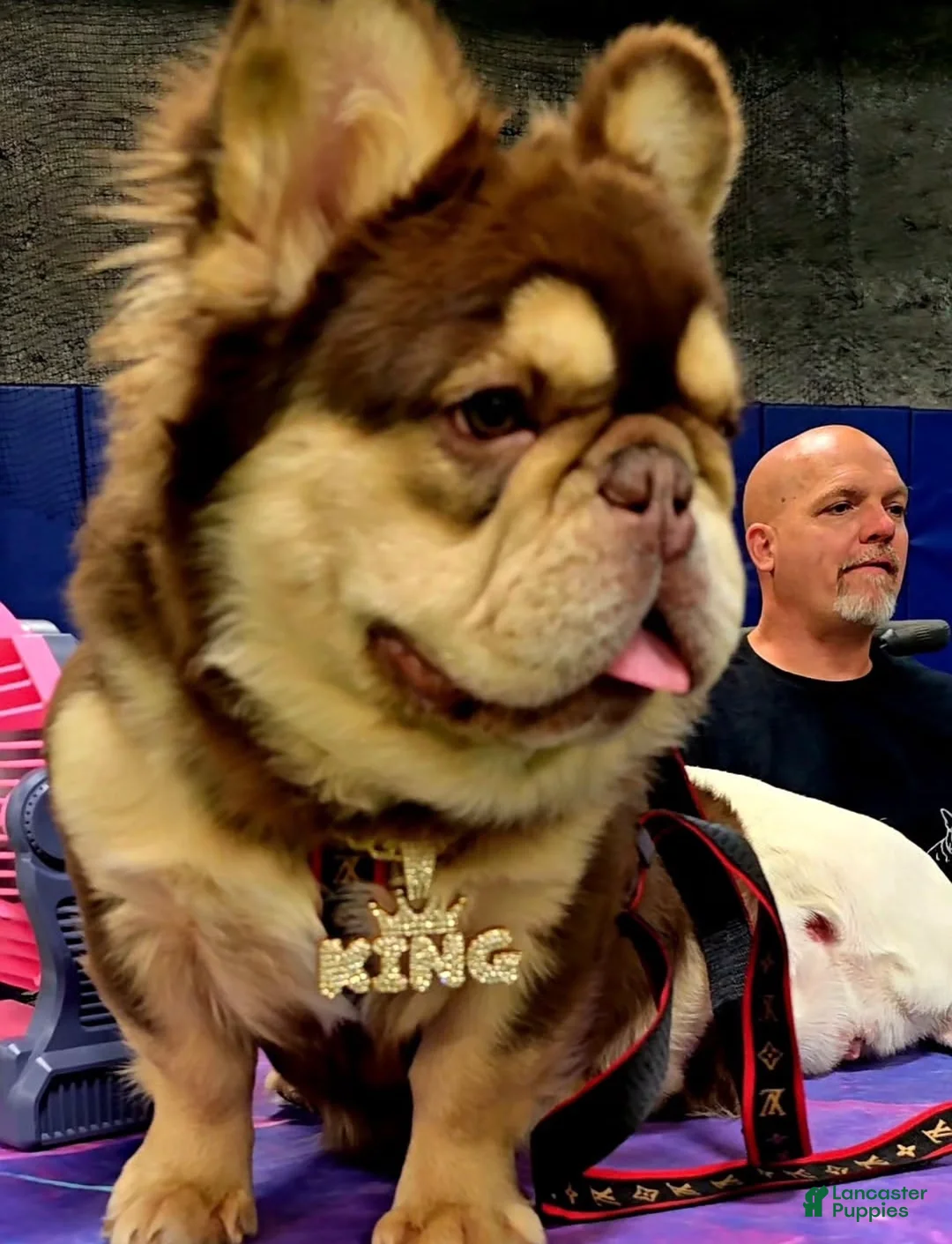 French Bulldog dogs for sale: French Bulldog Puppy 4 - Ad 5