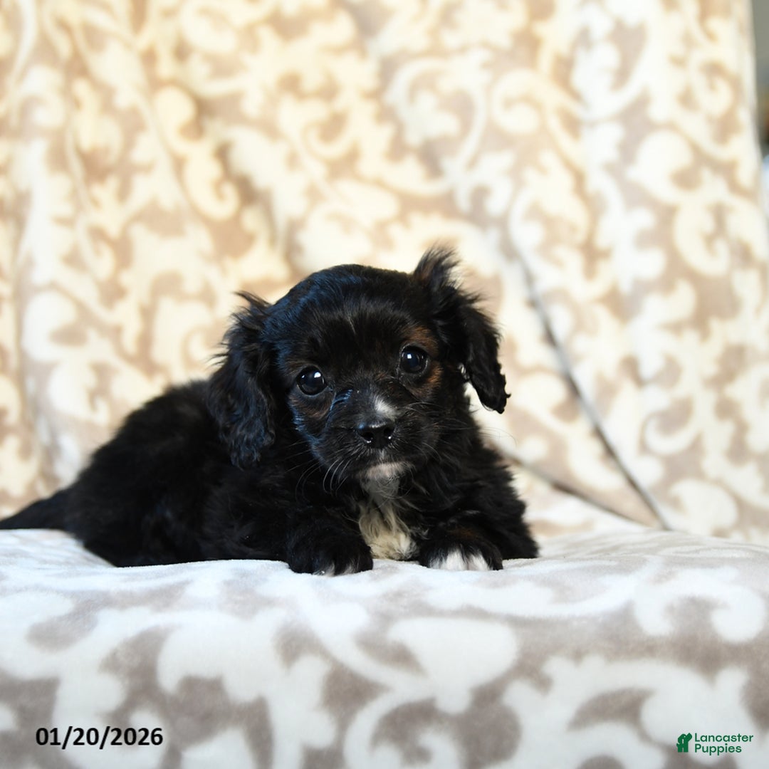 Cavapoo dogs for sale: Coco  - Ad 3