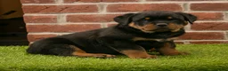Rottweiler dogs for sale: Rocky - Ad 4