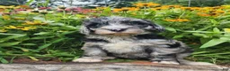Mini Sheepadoodle dogs for sale: Cosmo - Ad 11