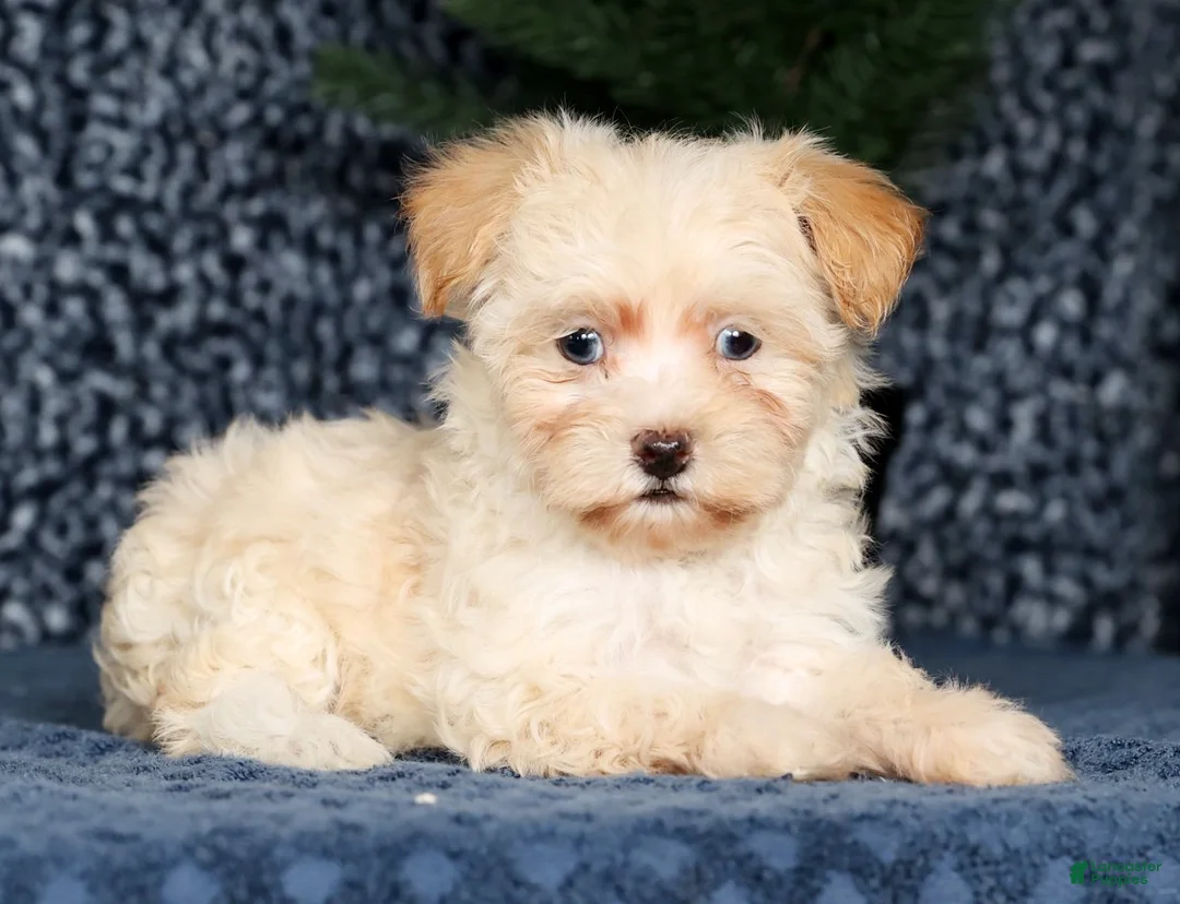 Havapoo dogs for sale: Jessica - Ad 1