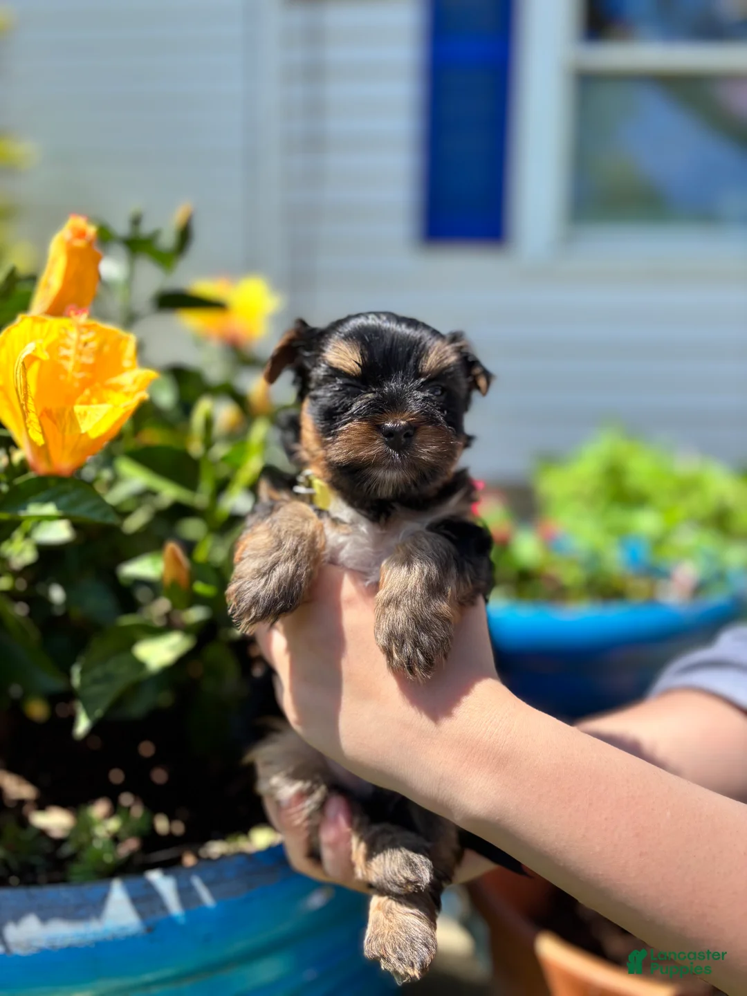 Mixed Breed dogs for sale: Mixed Breed Puppy 1 - Ad 1