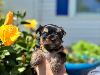 Mixed Breed dogs for sale: Mixed Breed Puppy 1 - Ad 1