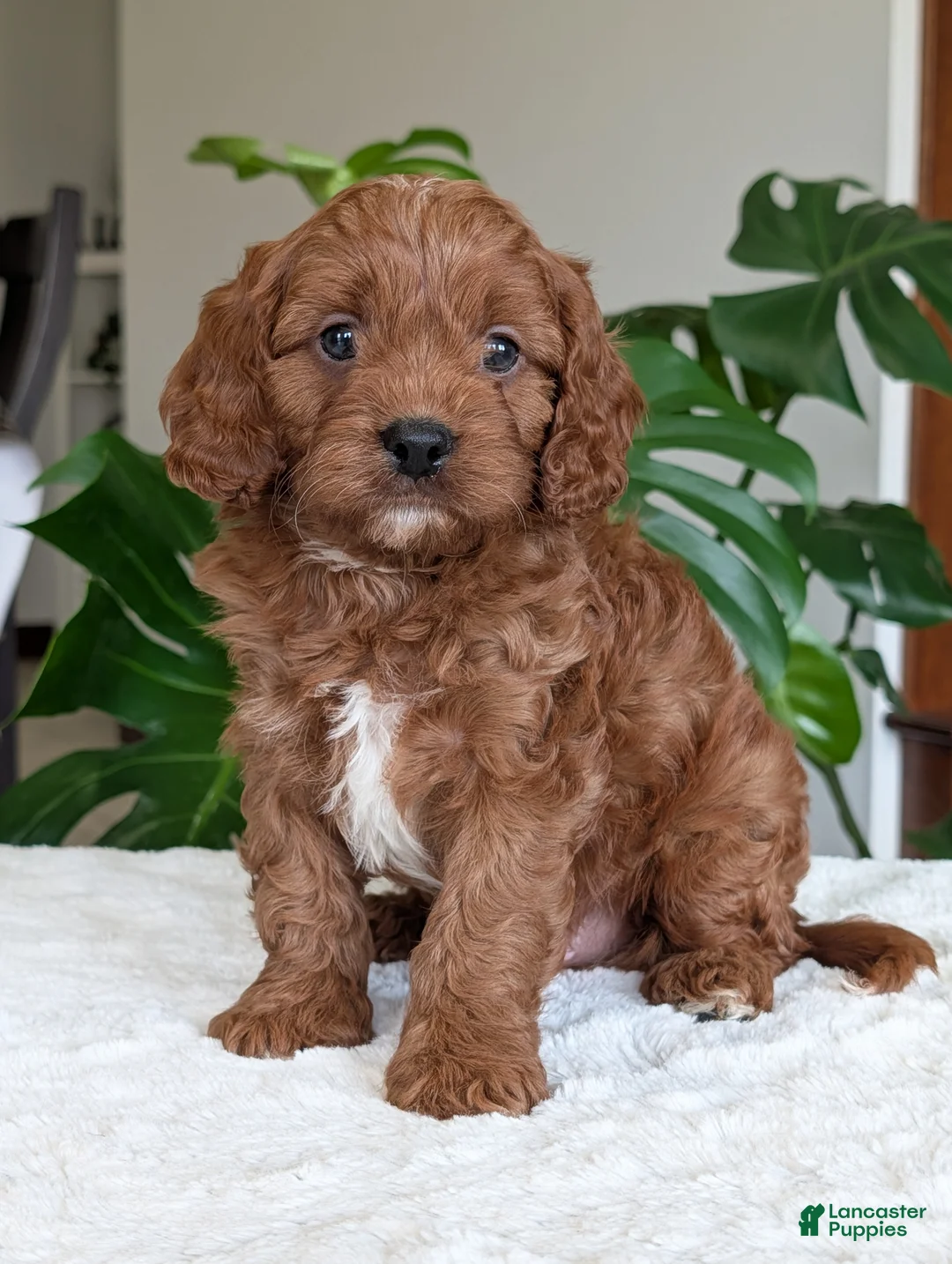 Cavapoo dogs for sale: Jake - Ad 1