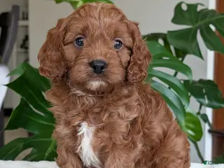 Cavapoo dogs Jake - Ad 18