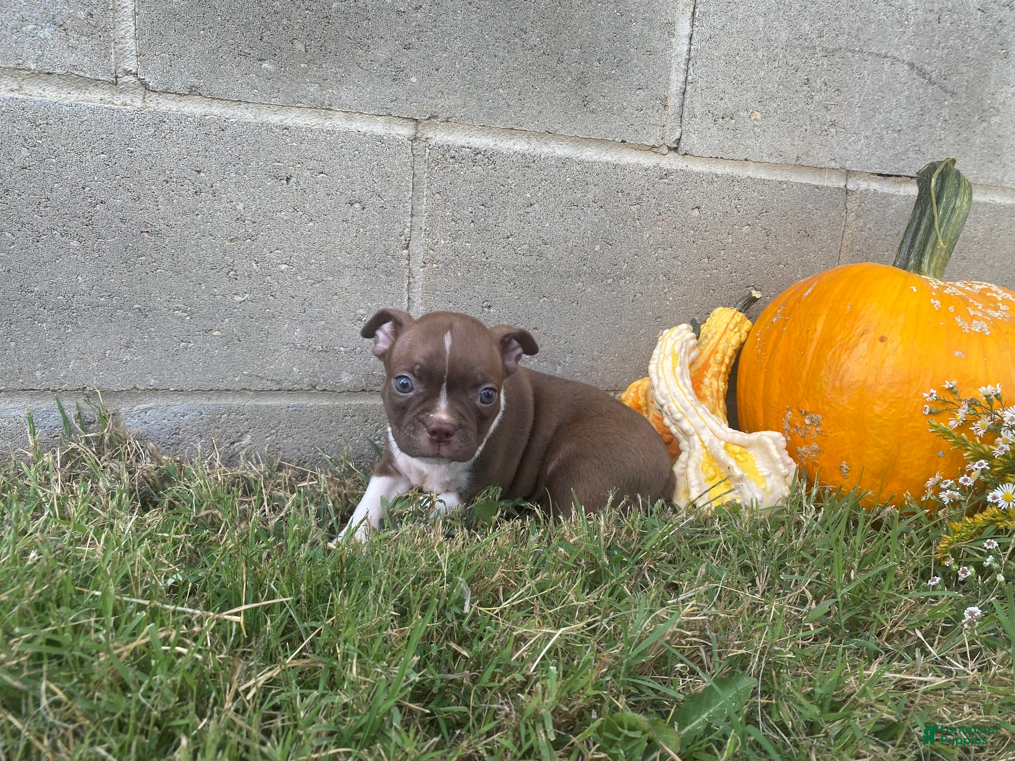 Boston Terrier dogs Lolly - Ad 2