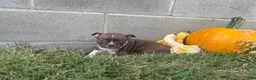 Boston Terrier dogs for sale: Lolly - Ad 2