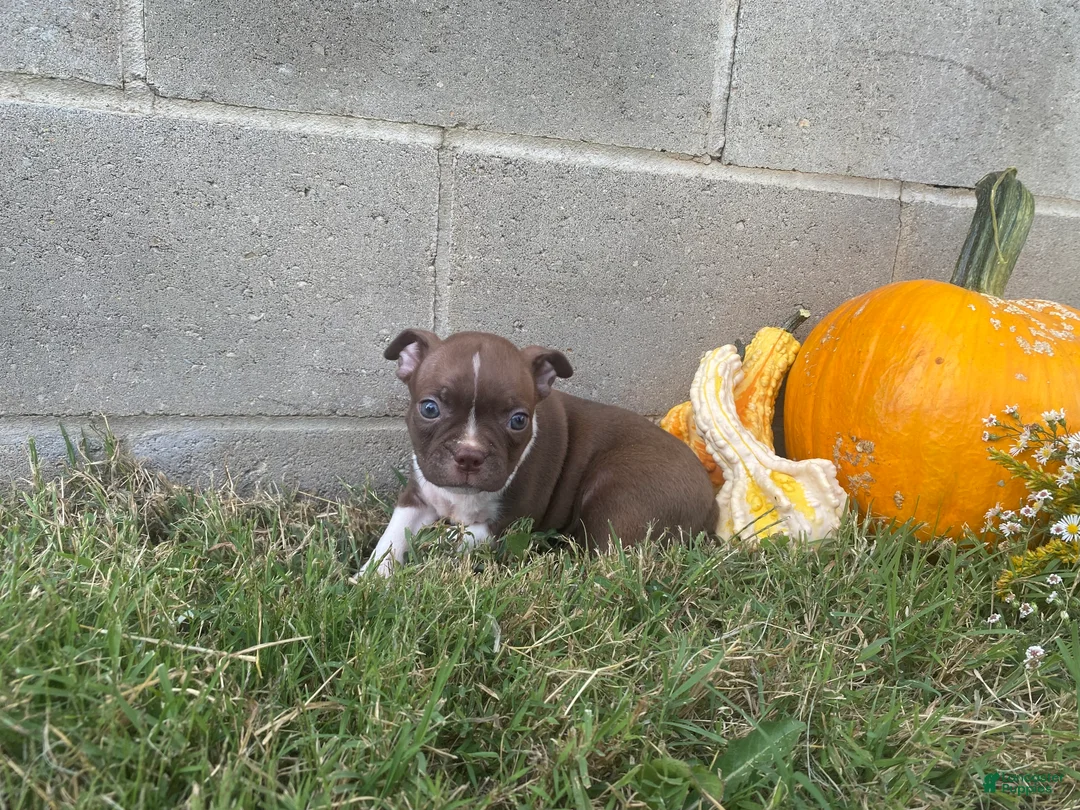 Boston Terrier dogs for sale: Lolly - Ad 2