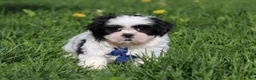 Shih Tzu dogs for sale: Dylan - Ad 5