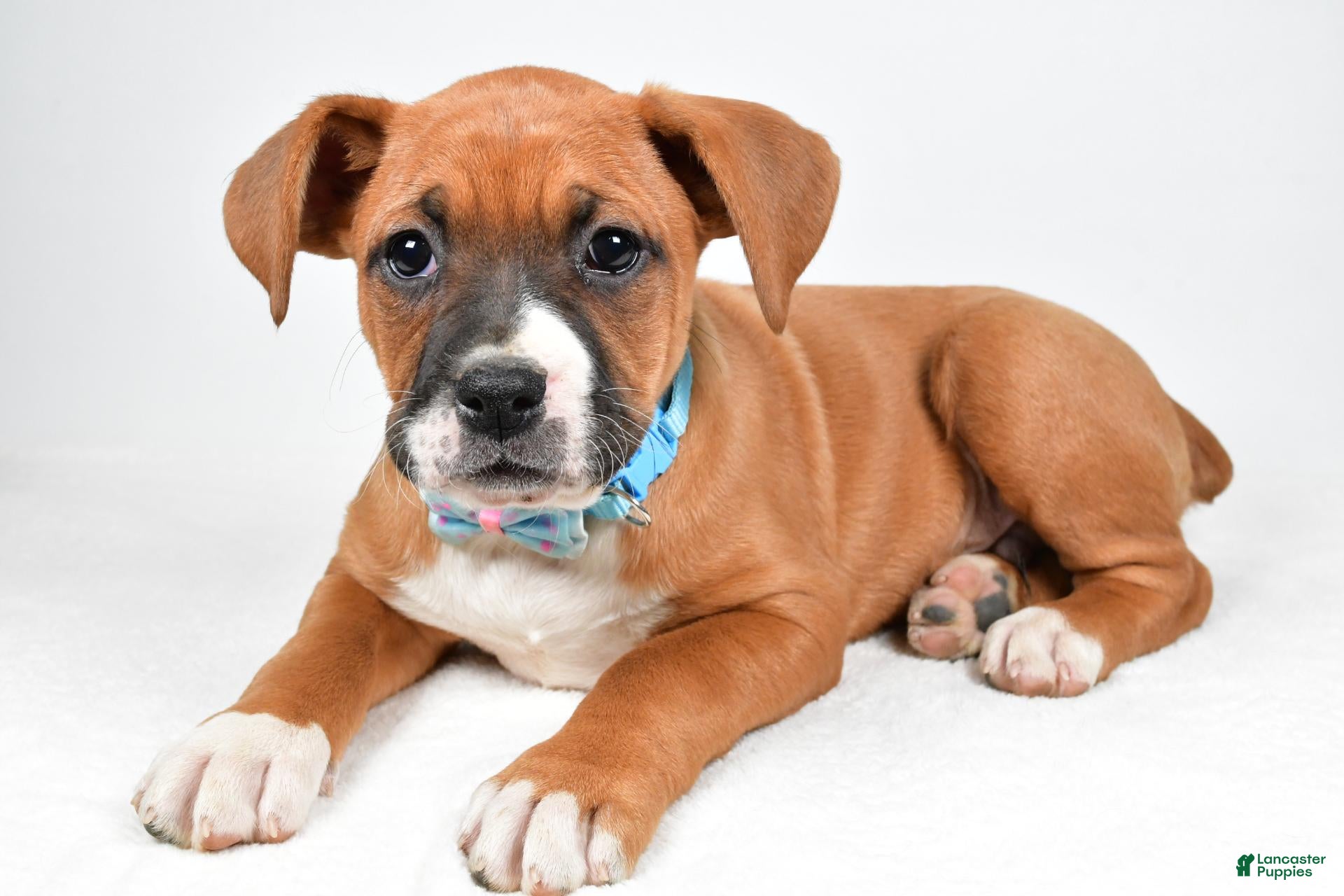 Boxer dogs for sale: Rick Boxer mix - Ad 2