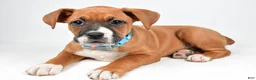 Boxer dogs for sale: Rick Boxer mix - Ad 2