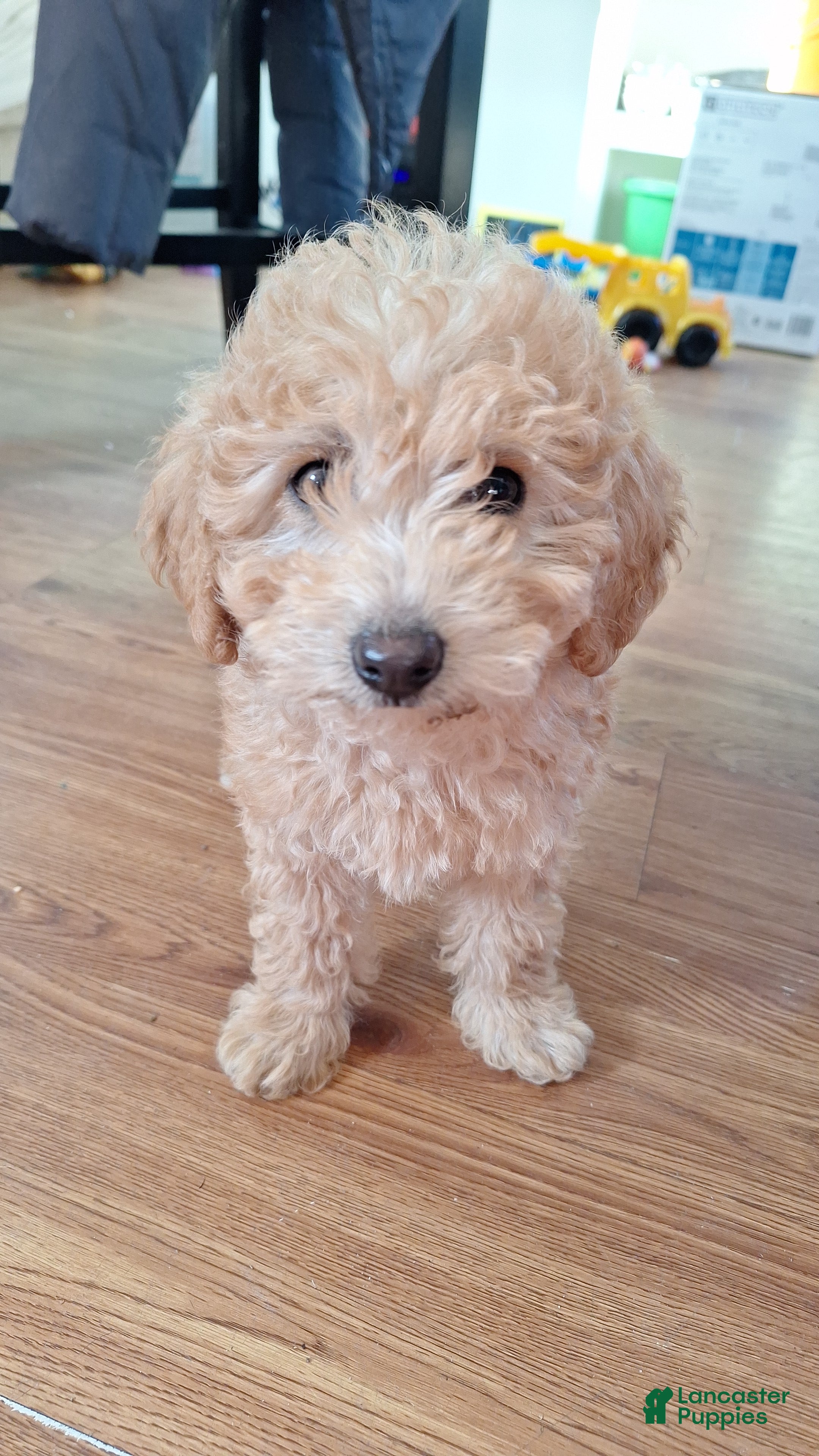 Maltipoo dogs Maltipoo Puppy 1 - Ad 39