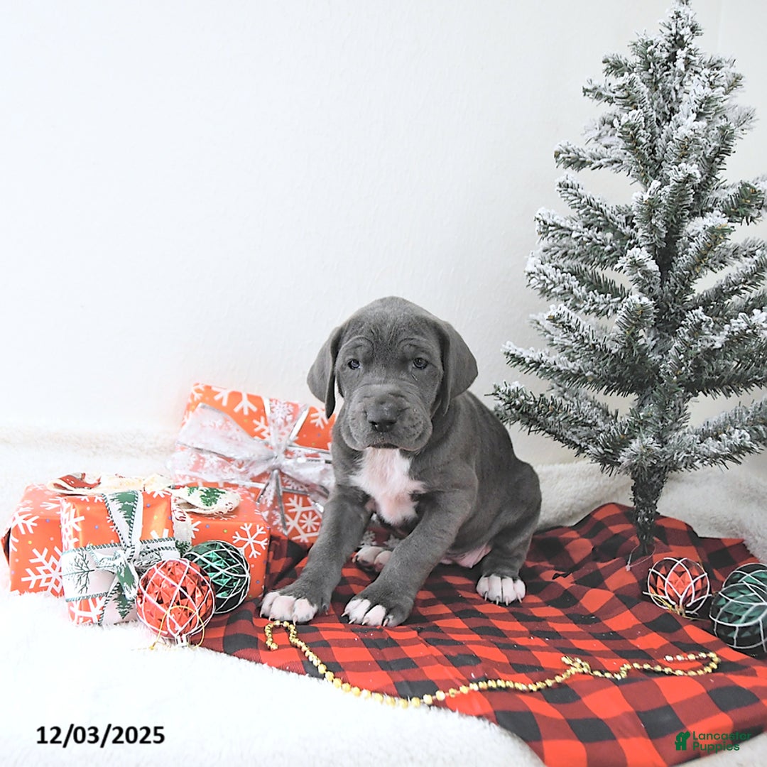 Great Dane dogs for sale: Izzy - Ad 2