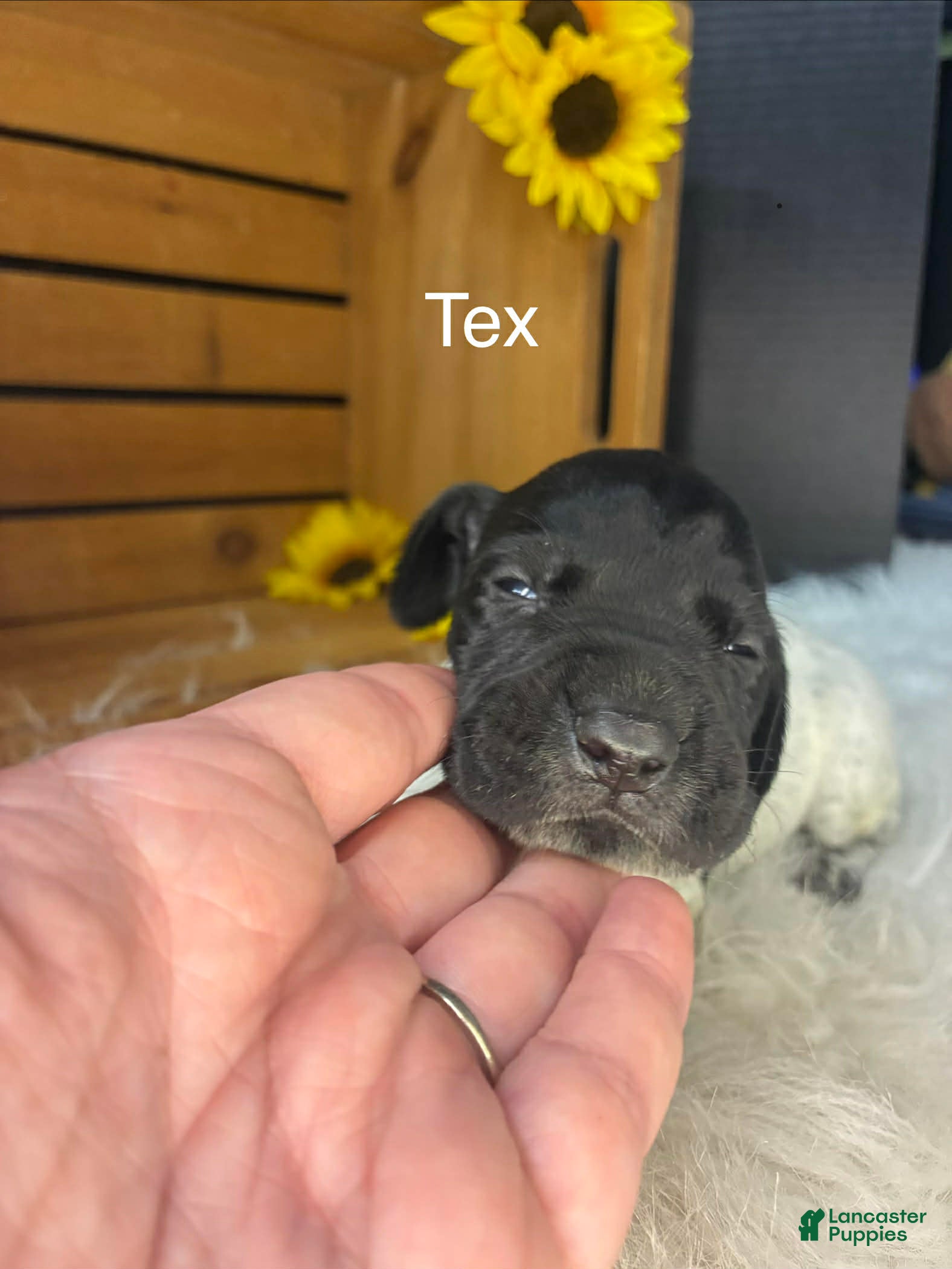 German Shorthaired Pointer dogs Tex - Ad 17